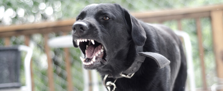 Black lab dog with teeth showing