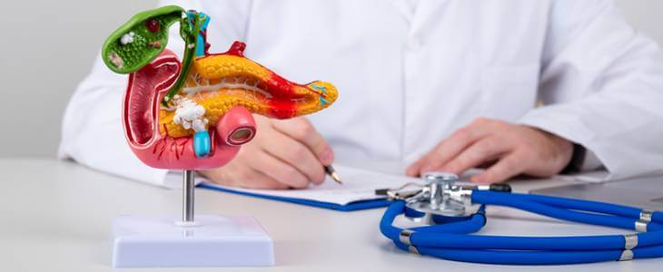 Doctor with a pancreas model on desk